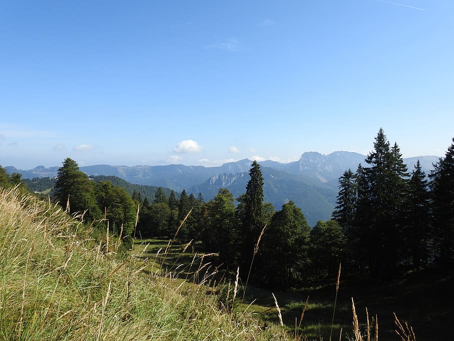 meadow, forest, landscape, sky, trees, mountains, plant, environment HD wallpaper