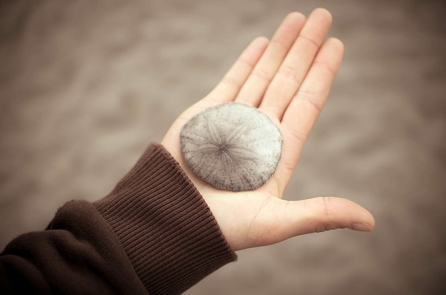 human's holding gray sea shell, brown, hands, human Hand, people HD wallpaper