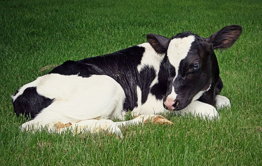 black and white cow lying on grassy land, calf, holstein, dairy