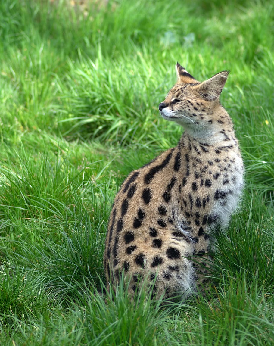 Feline, Disgust, Spotted, animal, nature, undomesticated Cat HD wallpaper