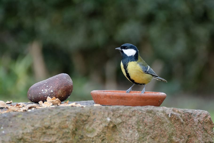 chickadee, bird, nature, animals, birds, at the court of, animal wildlife HD wallpaper