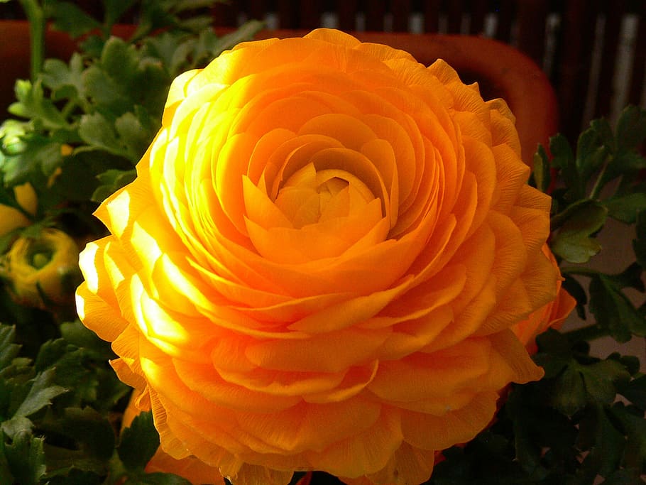 Blossom, Bloom, Orange, Close, Flower, close-up, flower head HD wallpaper