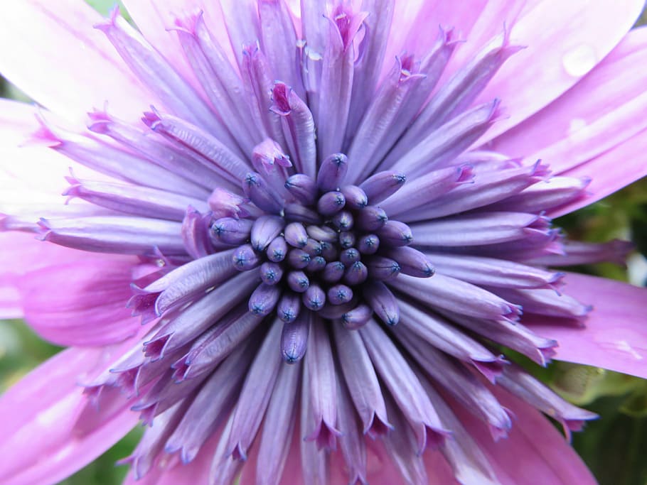 nature, flower, summer, violet, osteospermum, plant, pink Color HD wallpaper