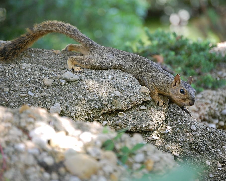 squirrel, outdoors, rock, cute, mammal, animal, wildlife, fur HD wallpaper