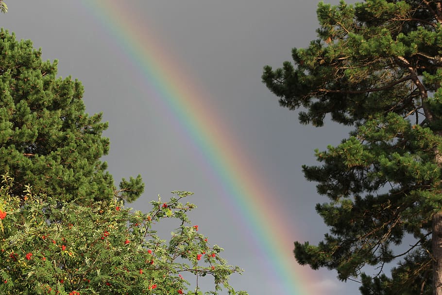 rainbow, natural, trees, plant, beauty in nature, multi colored HD wallpaper