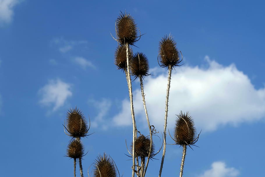 plants, dry, spikes, thistle, spring, the environment, vegetation HD wallpaper