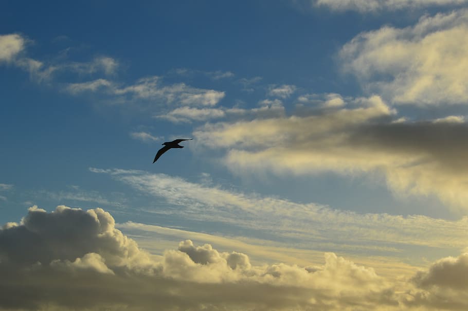 clouds, seagull, sky, nature, flying, bird, blue, animal, cloud - Sky HD wallpaper