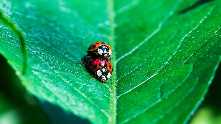 Ladybug, Pairing, Insect, Animals, Leaf, green, nature, animal themes HD wallpaper