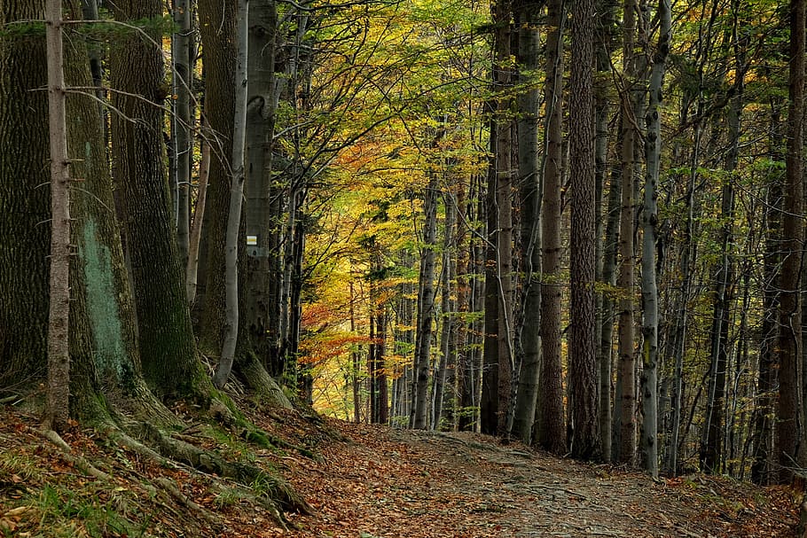 tree, landscape, nature, leaf, the stage, autumn, at the court of HD wallpaper