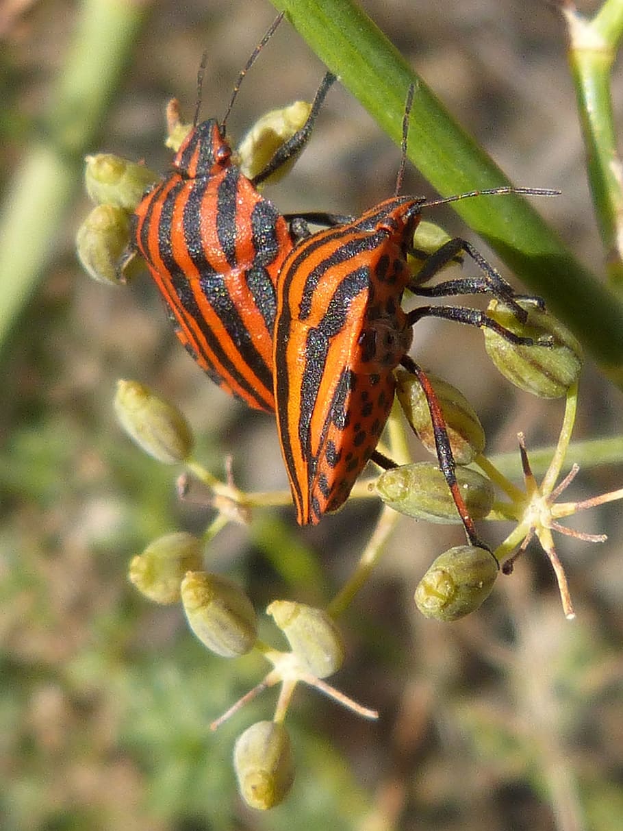 Beetles, Bugs, Couple, Small, Orange, insect, nature, animal HD wallpaper