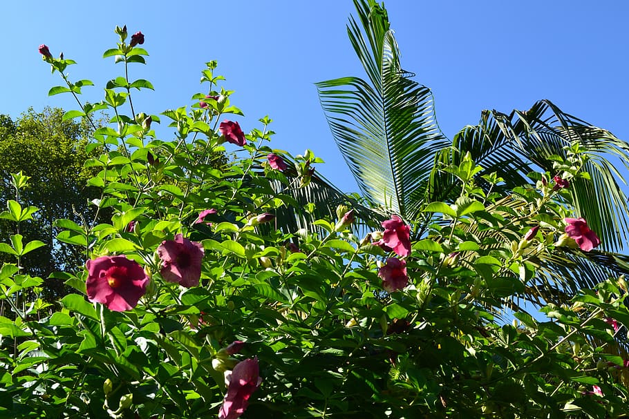 plant, leaf, nature, flower, tree, atlantic forest, brazil HD wallpaper
