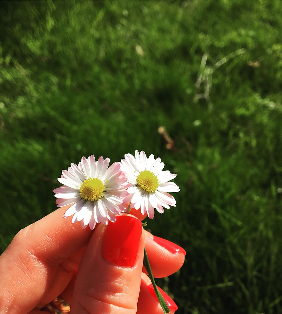 daisy, flowers, pink, garden, nature, summer, grass, colors HD wallpaper