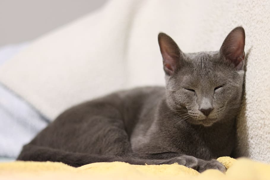 Cat, Russian Blue, Kitty, Kitten, Soft, gray, sleepy, domestic Cat HD wallpaper