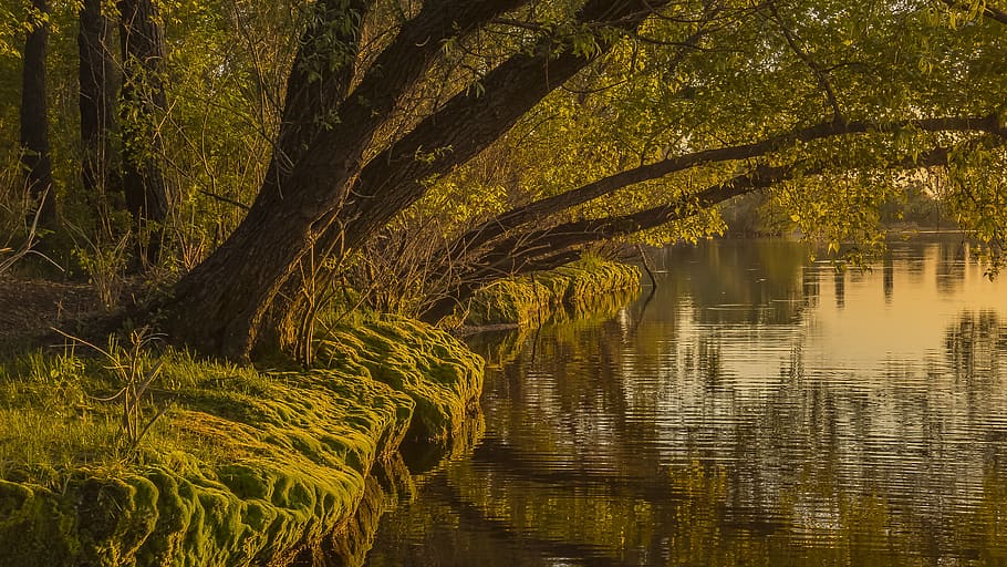 green trees beside river, nature, water, sheet, wood, plant HD wallpaper