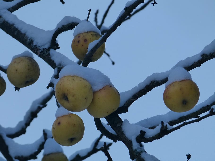 apple, fruit, snow, cold, frozen, ice, winter, tree, branch HD wallpaper