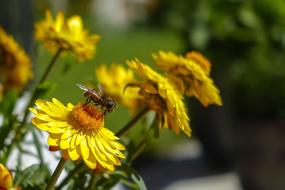 bee, yellow, insect, flower, flowering plant, one animal, animals in the wild HD wallpaper