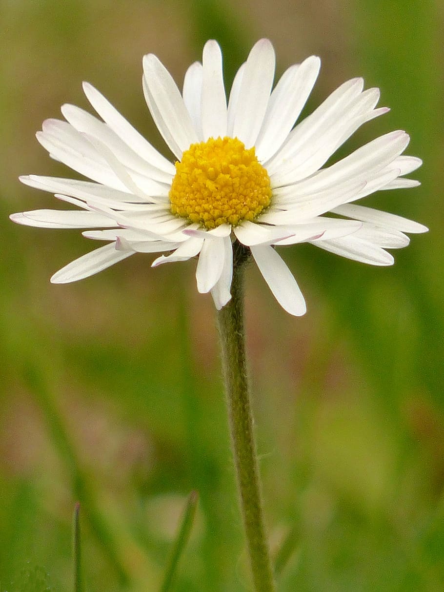 daisy, blossom, bloom, close, white, wild flower, white flower HD wallpaper