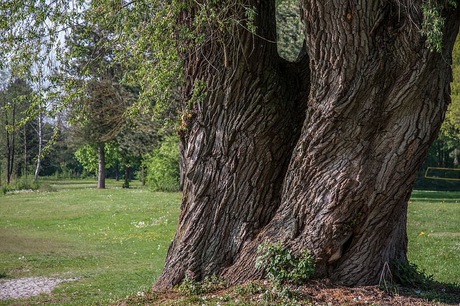 trees on green grassland, log, gnarled, plant, tree trunk, nature HD wallpaper