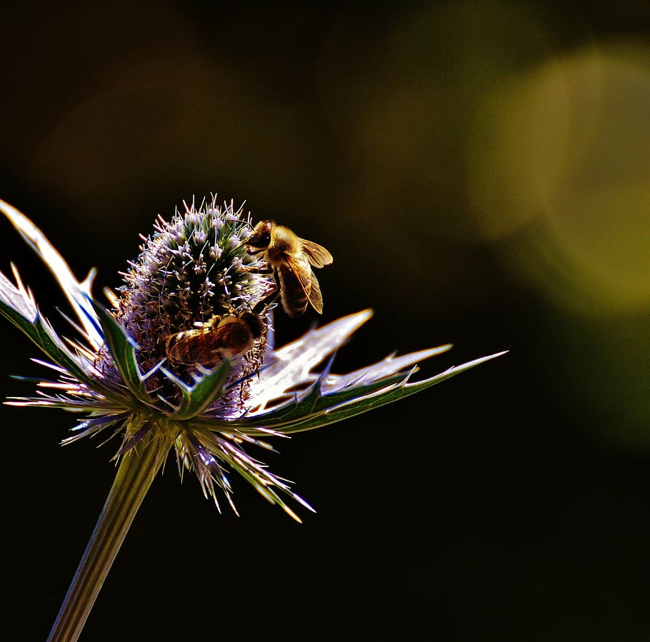 thistle, flower, plant, bees, nature, blossom, bloom, macro HD wallpaper