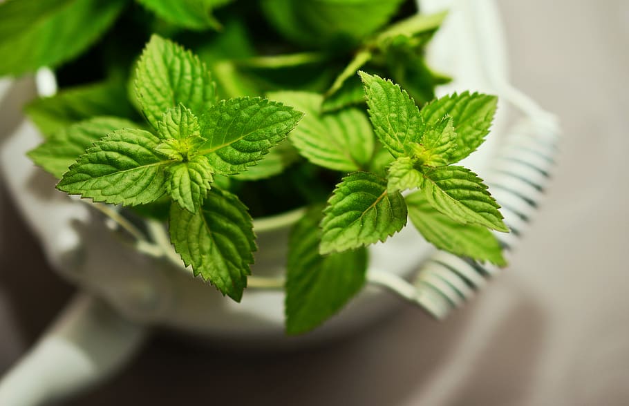 closeup photography of green leaf plant, Peppermint, Medicinal Plant
