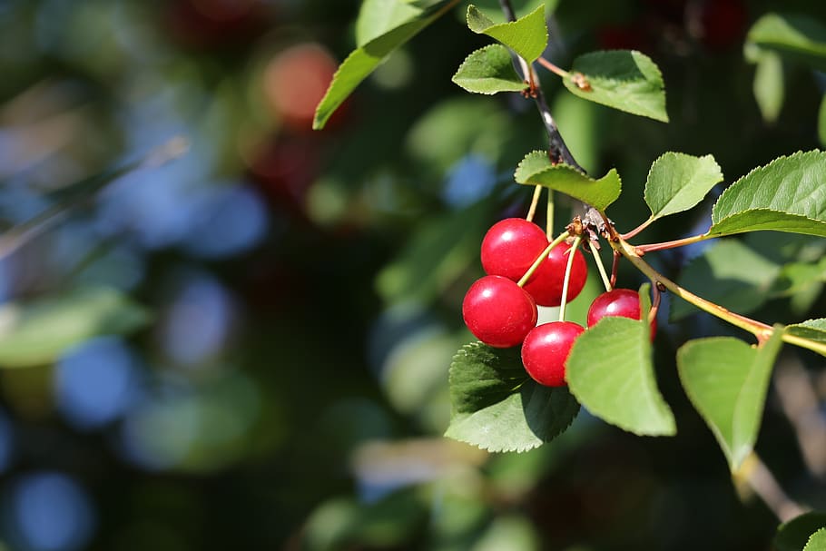 red cherry, fruit, food, spring, tree, green, leaf, natural HD wallpaper