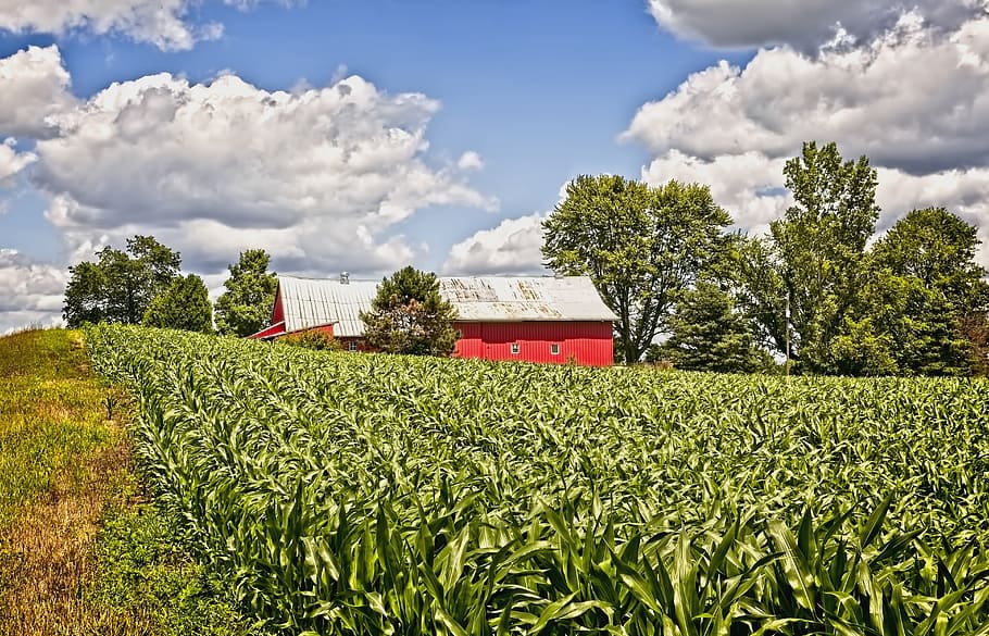 barn, rustic, barns, corn, cornfield, ohio, digital art, rural HD wallpaper