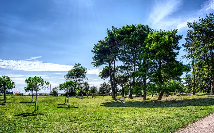 tree, meadow, sky, blue, sun, landscape, park, summer, nature HD wallpaper