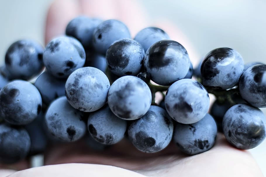 close up photo of grapes, black berries, blue, bunch, hand, holding HD wallpaper