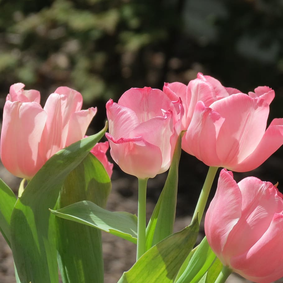 tulips, flower, pink, spring, nature, floral, summer, white HD wallpaper