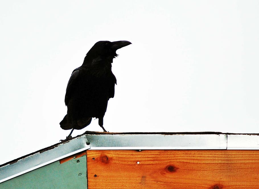 raven, rooftop, black, bird, animal, crow, nature, raven - Bird HD wallpaper