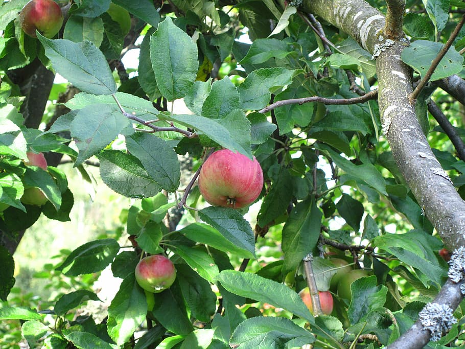apple, foliage, autumn, fruit, agriculture, food, ripe, nature HD wallpaper
