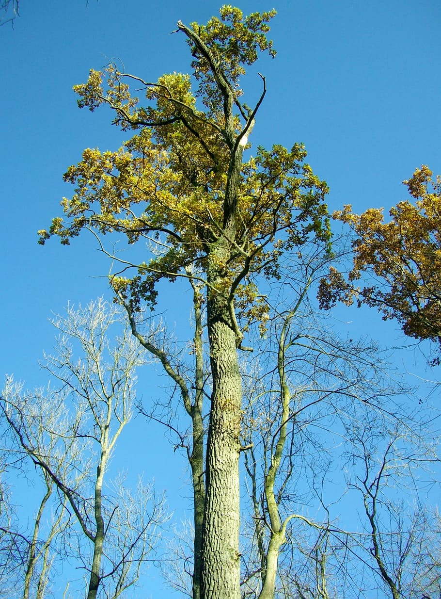 oak, tribe, tree, high, sky, blue, forest, plant, low angle view HD wallpaper