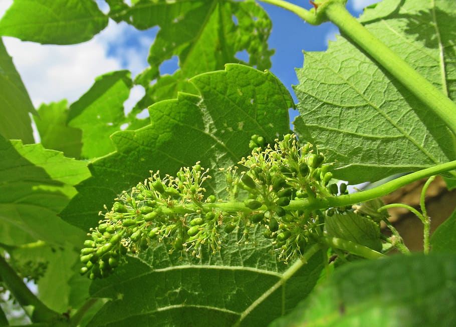 plant, grape, plant part, leaf, green color, growth, nature HD wallpaper