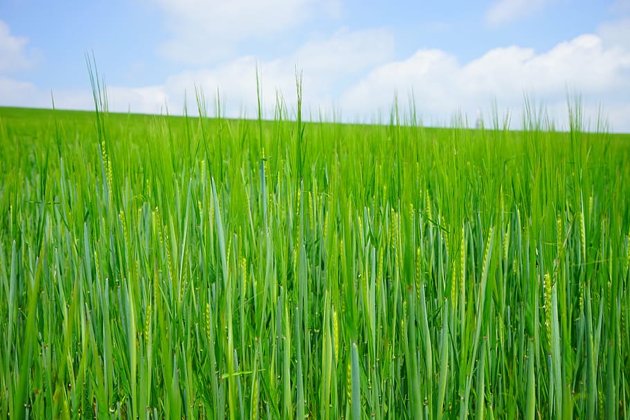 wheat field, seed, sowing, shoots, young, frisch, green, wheat spike HD wallpaper