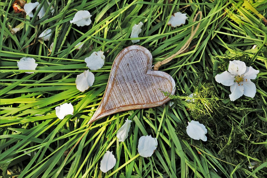 spring, heart, feeling, nature, plant, lawn, flower, leaf, the environment HD wallpaper