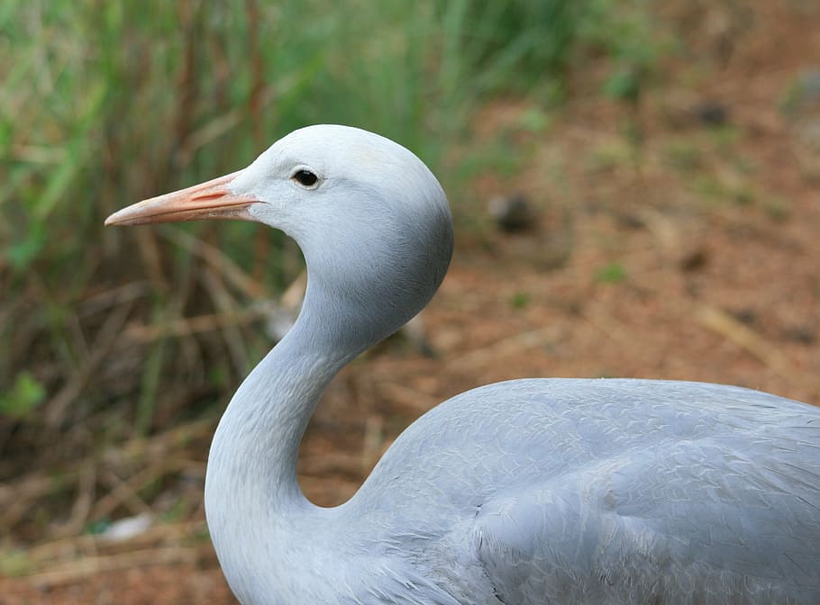 blue crane bird, streamlined, fly, wings, feather, wildlife HD wallpaper