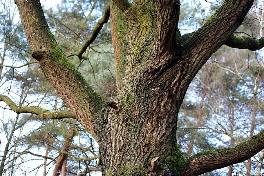 tree, tribe, oak, autumn, plant, tree trunk, low angle view HD wallpaper