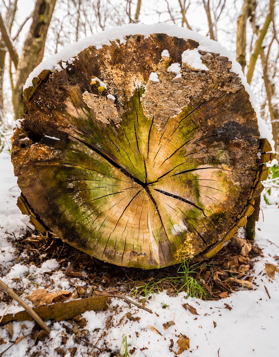 nature, tree, environment, close-up, bark, plant, no people HD wallpaper
