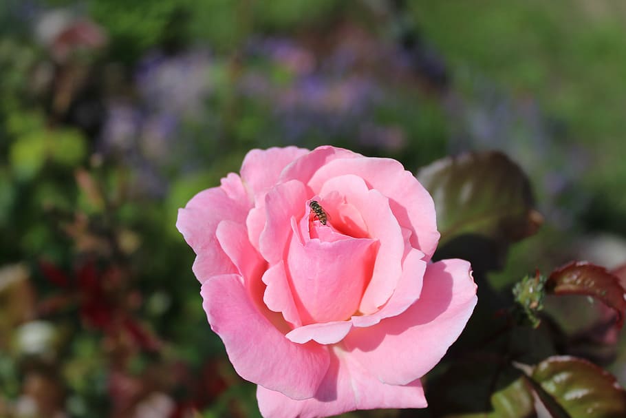 rose, flower, pink, flowering plant, petal, pink color, beauty in nature HD wallpaper