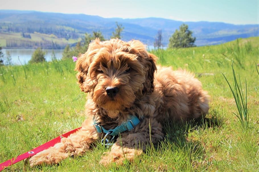 puppy, labradoodle, australian labradoodle, cute, columbia river gorge, HD wallpaper