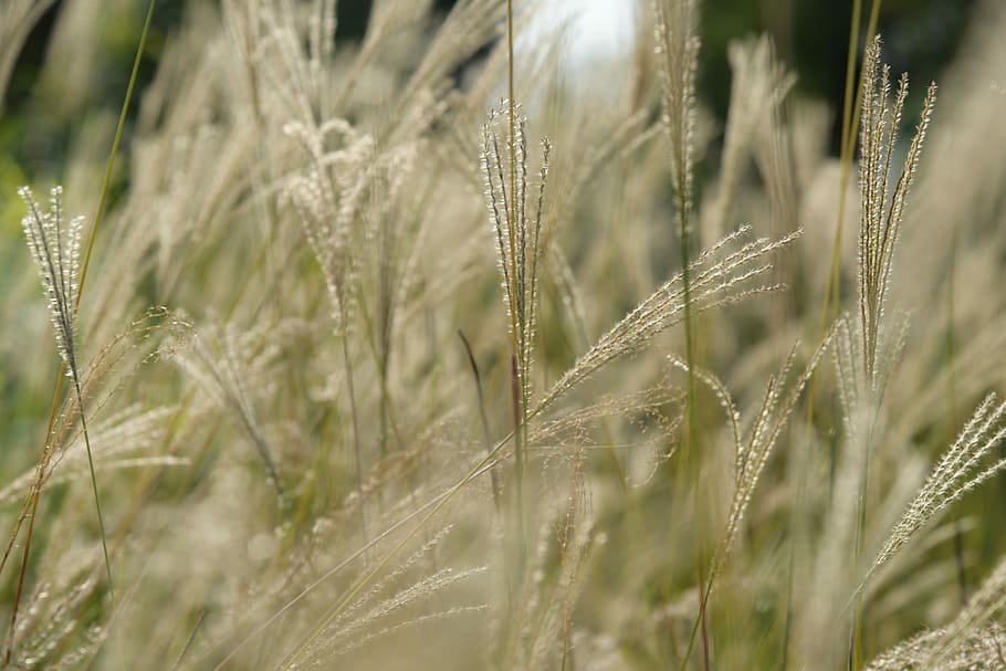 Plant, Outdoor, Background, agriculture, cereal plant, growth HD wallpaper