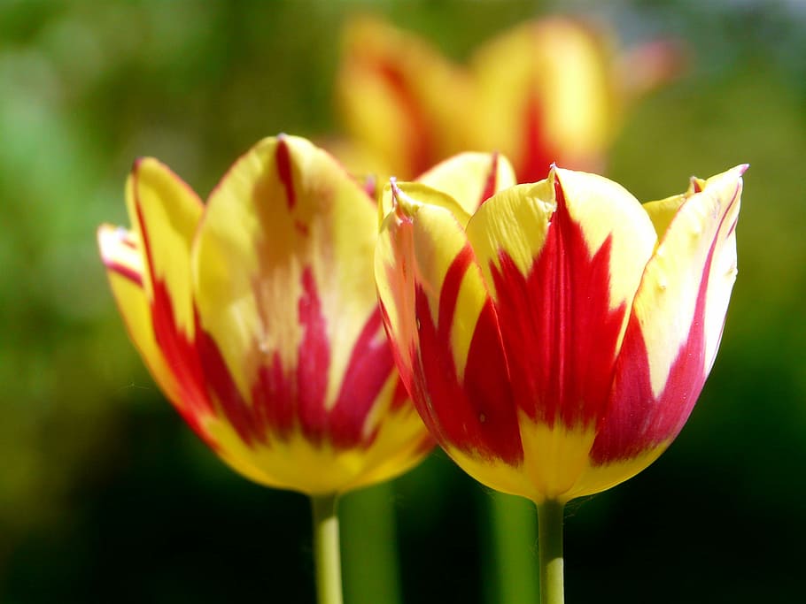 tulips, spring, blossom, bloom, red, yellow, colorful, flamed HD wallpaper