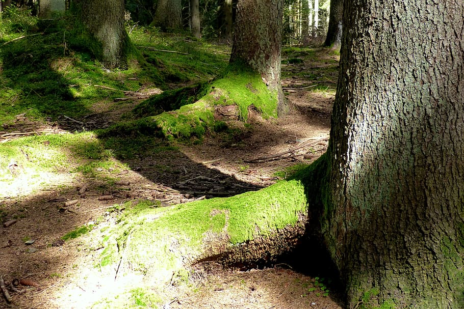 Forest, Tree Roots, Moss, Logs, bemoost, light and shadow, nature HD wallpaper