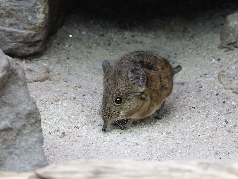 brown rodent on ground, short eared elephant shrews, mouse, animal, HD wallpaper