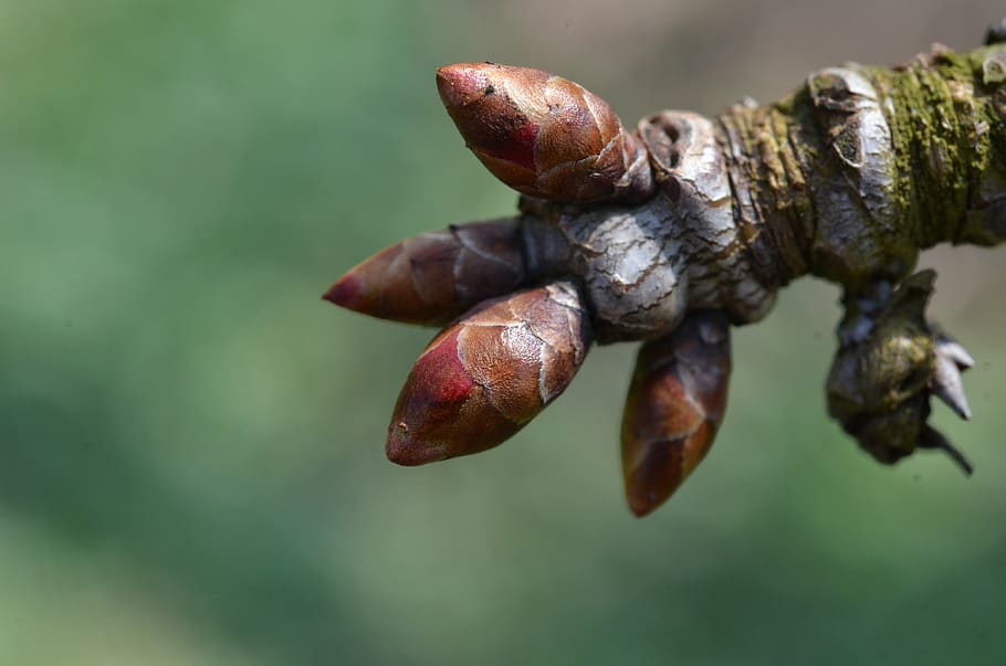 bud, tree, spring, shoots, close-up, focus on foreground, no people HD wallpaper