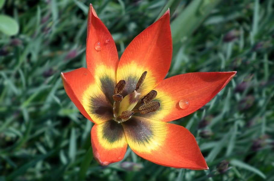 flower, tulip, spring, nature, plant, garden, drops, water HD wallpaper