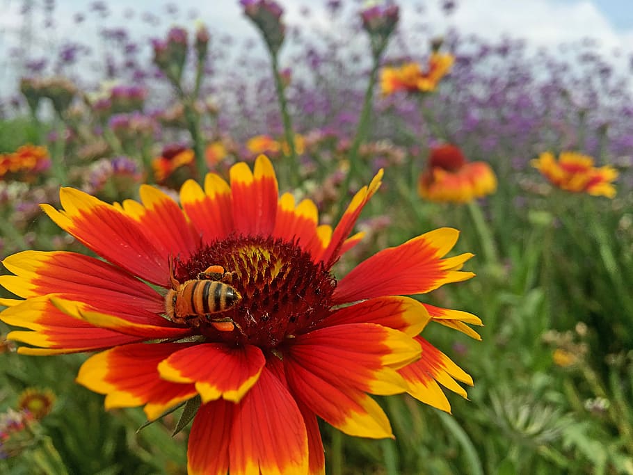 Spring, Bee, Flower, Background, Heaven, blanket flower, growth HD wallpaper