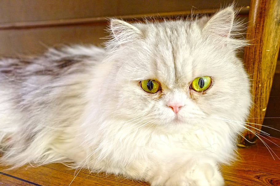 cat, pet, animals, domestic, domestic cat, pets, domestic animals HD wallpaper