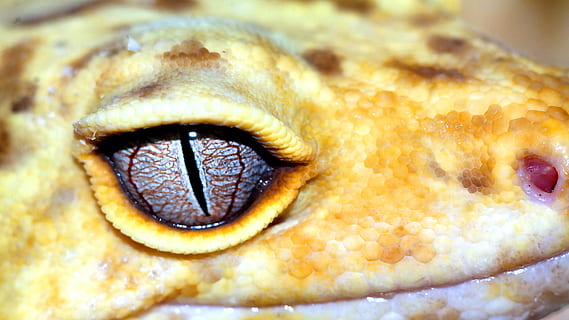 macro, leopard gecko, reptiles, close-up, animal body part HD wallpaper