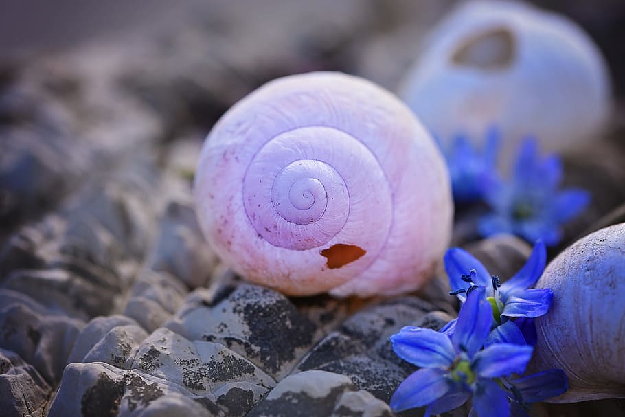 selective focus pink snail beside purple flowers, shell, empty HD wallpaper